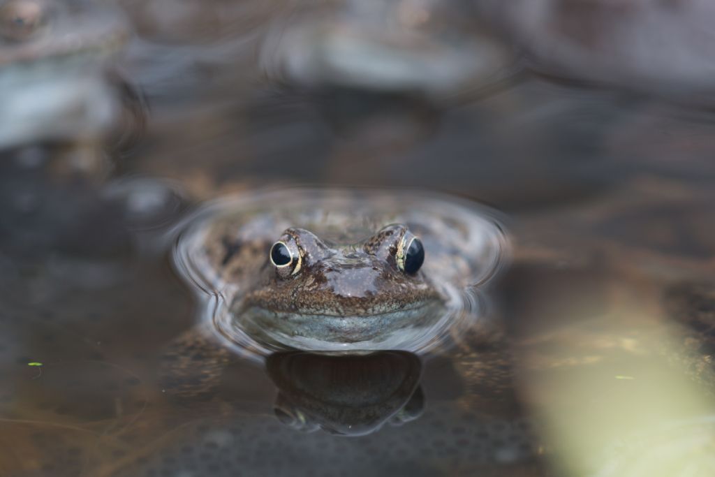 Rana temporaria